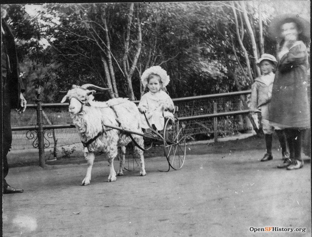 child in goat cart