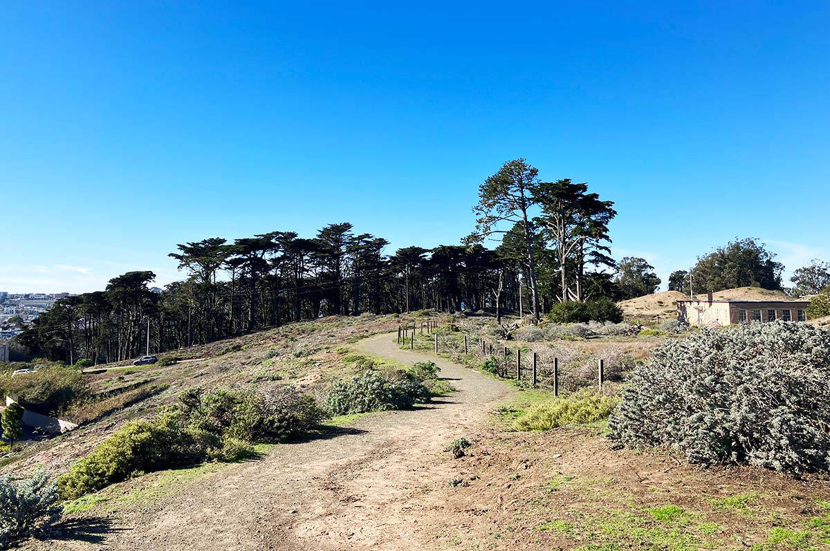 path to trees