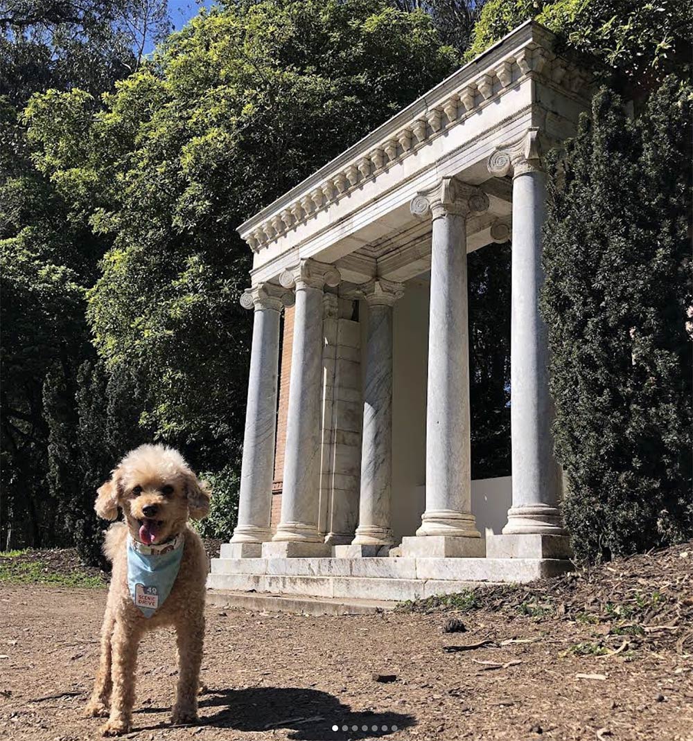 Charlie the History Poodle