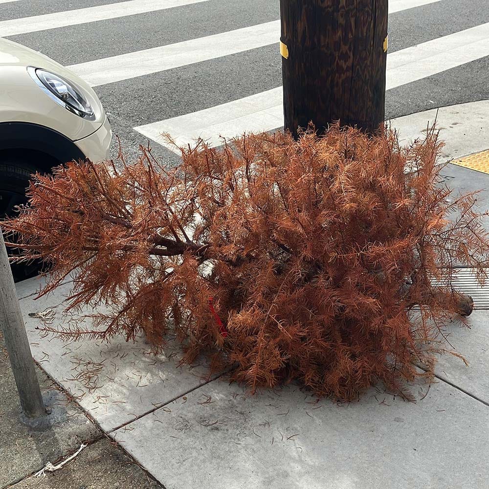 dead Christmas tree