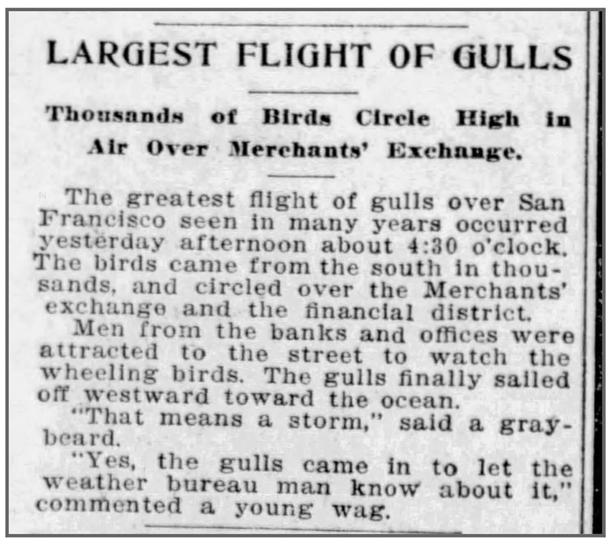 article about sea gulls